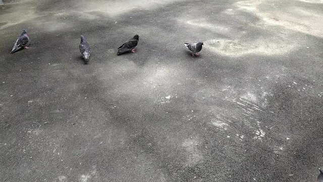 pigeons in the park in summer at daytime.