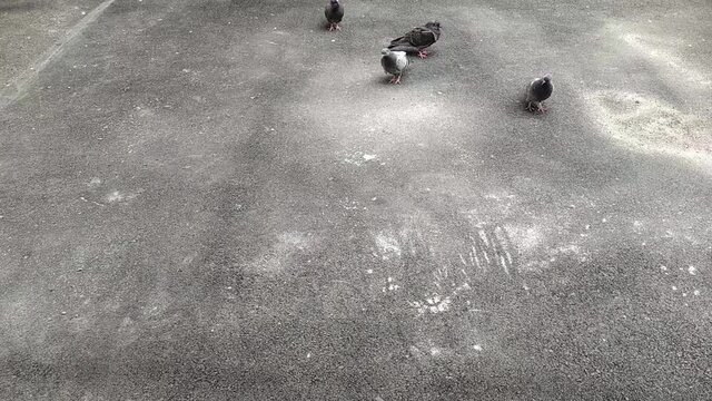 pigeons in the park in summer at daytime.
