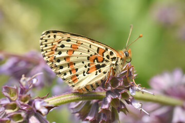 Spotted fritillary butterfly, red-band fritillary. Beautiful fritillary butterfly (Melitaea didyma)