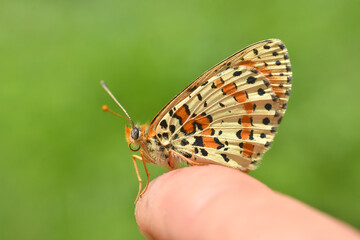 Spotted fritillary butterfly, red-band fritillary. Beautiful fritillary butterfly (Melitaea didyma)