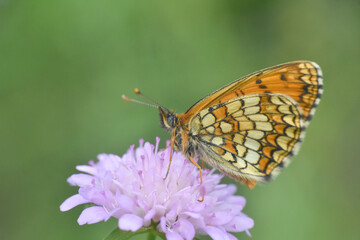 The heath fritillary (Melitaea athalia), Beautiful fritillary butterfly macro