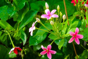 pink and white flowers