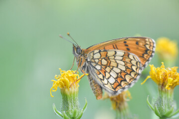 The heath fritillary (Melitaea athalia), Beautiful fritillary butterfly macro