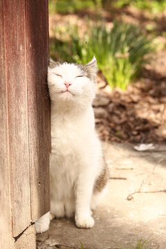 country funny cat close up photo relaxing on summer garden background