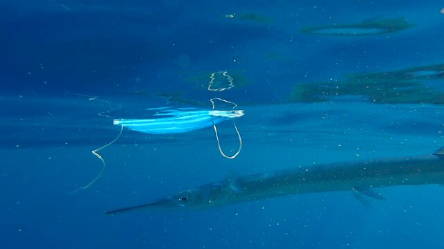 Discarded medical face mask drifting under surface of the blue water Needlefish swim past and looks at the mask. Pollution of the Ocean (4K - 60fps)  
