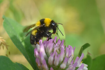 Bumble Bee on wild flower in springtime, Collecting nectar and polination concept