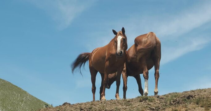 Horses under the sky. Horses on top of the mountain with blue sky background.Two wild horses on the ridge of Monte Matanna, Apuan Alps, Verslia. Italy. 