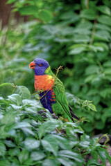 bird Rainbow lorie with tree in zoo