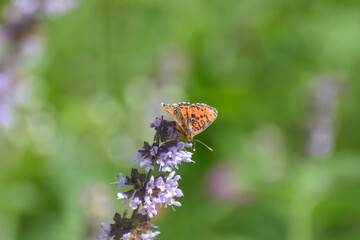 Spotted fritillary butterfly, red-band fritillary. Beautiful fritillary butterfly (Melitaea didyma)