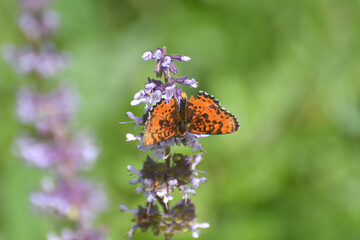 Spotted fritillary butterfly, red-band fritillary. Beautiful fritillary butterfly (Melitaea didyma)
