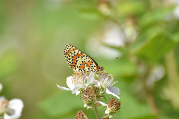 Spotted fritillary butterfly, red-band fritillary. Beautiful fritillary butterfly (Melitaea didyma)