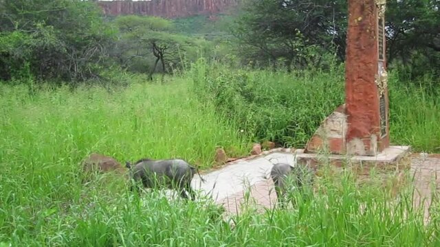 Warzenschweine in Namibia