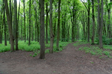 footpath in the forest