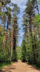 pine forest in summer