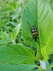 Big beetle on leaf