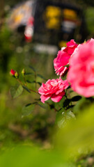 Beautiful pink rose in the garden 