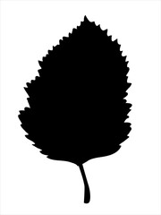 Hawthorn leaf in the doodle style. Hand-drawn silhouette with a berry. 
Botanical medicinal vector plant 


