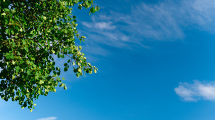 leaves against blue sky