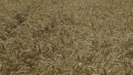 Durum Wheat Harvest Farm Garden Turkey Hatay