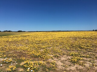 Spring flower flush. Daisy. Namaqualand.