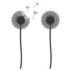 Dandelion vector black silhouettes isolated on a white background.