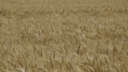 Durum Wheat Harvest Farm Garden Turkey Hatay