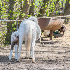 Pony Hatchling sucks mother's udder
