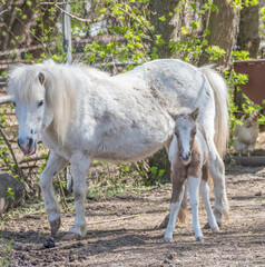 Obraz na płótnie Canvas Hatchling pony with his mother on the farm