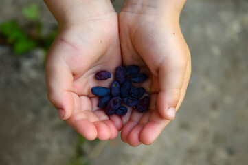 The child is holding dark blue honeysuckle berries in his hands. Useful berries. Vitamins and...