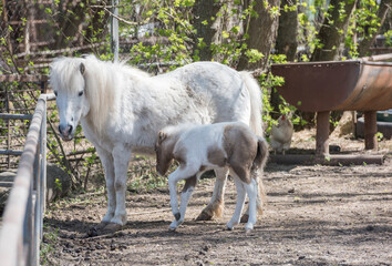 Hatchling pony with his mother on the farm