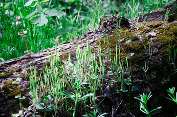 moss on an old tree, grass grows on a log. deciduous forest