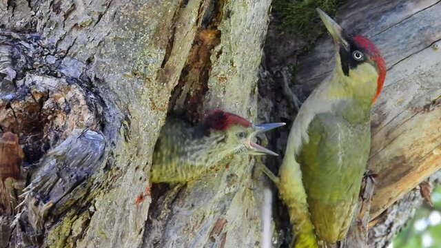 Gr&uuml;nspecht&nbsp;(Picus viridis) in der Bruth&ouml;hle