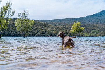 Braco de weimar, weimaraner purebred, playing catch in the water in a lake