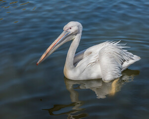 Pelican waiting for feeding