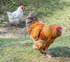 Naklejka na ściany i meble Multicolored cock rare breed of Brama the poultry yard