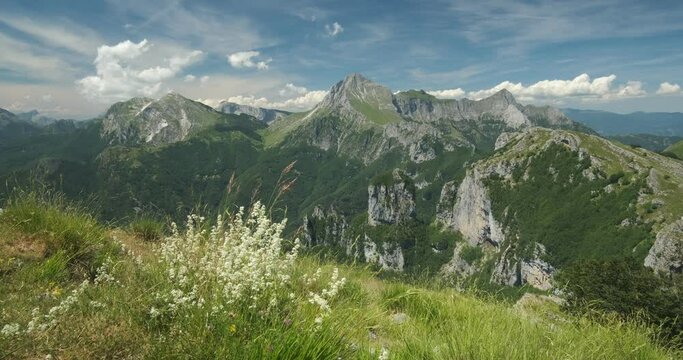 Apuan Alps panorama. Apuan Alps mountains with flower in the foreground.Monte Corchia, Pania della Croce, Procinto and Nona seen from Monte Matanna. Italy. 