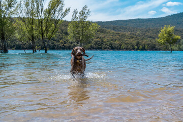 Braco de weimar, weimaraner purebred, playing catch in the water in a lake