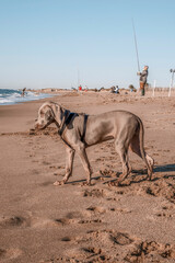 Braco de weimar, weimaraner purebred, playing with sand on the beach, burying head and making a hole