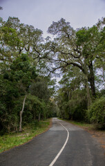 Fototapeta na wymiar Vertical view of a winding road in the woods