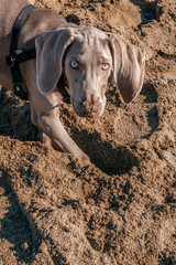 Braco de weimar, weimaraner purebred, playing with sand on the beach, burying head and making a hole