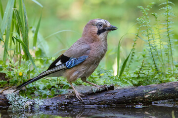 a jay in an oak forest at a watering hole