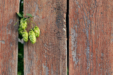 Branch of a hop plant on the background of a fence with a wood texture