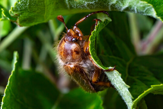 Portrait of June Beetle (Amphimallon solstitiale) holding on to a leaf of an apple tree.