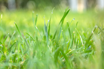 Fresh green grass with dew drops in morning sunny lights. Beautiful nature landscape with water droplets.