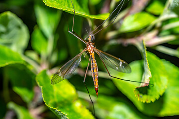 A cranefly (Family Tipulidae) between the leafs of a tree on a warm summer evening,