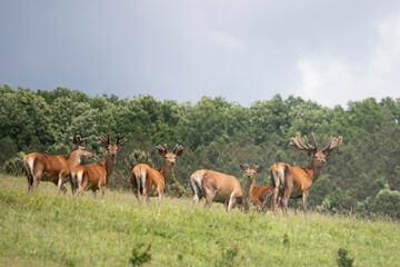 Obraz na płótnie Canvas Deers in summer field.