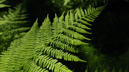 Fern-shaped plant in the forest. Beautiful graceful green leaves. Polypodiphyta, a department of...