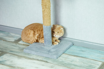 Fototapeta na wymiar Cute funny British cat lying down on floor near cat scratcher on living room during daytime