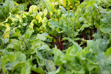 Beet plants are sticking out of the ground. Beets in the garden