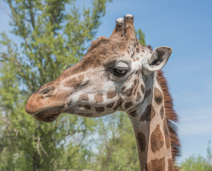 Head portrait of a young giraffe